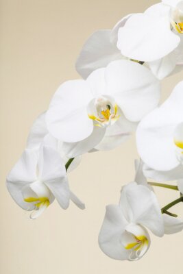 Papier peint  Bourgeons d'orchidées blancs