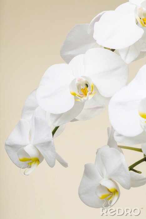 Papier peint  Bourgeons d'orchidées blancs