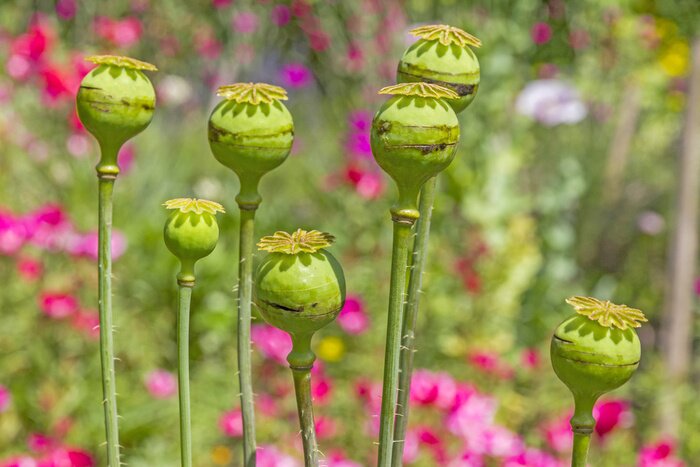 Papier peint  Bourgeons de coquelicots des champs
