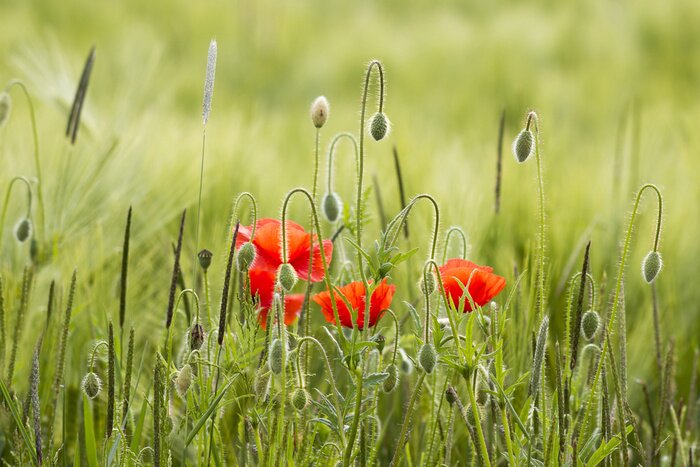 Papier peint  Bourgeons de coquelicots en fleurs