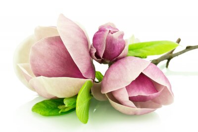 Papier peint  Bourgeons de magnolia sur fond blanc