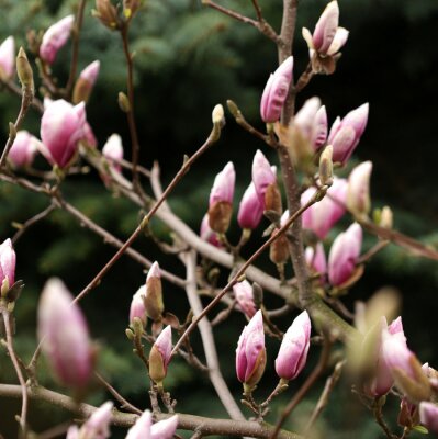 Bourgeons de magnolia sur l'arbre