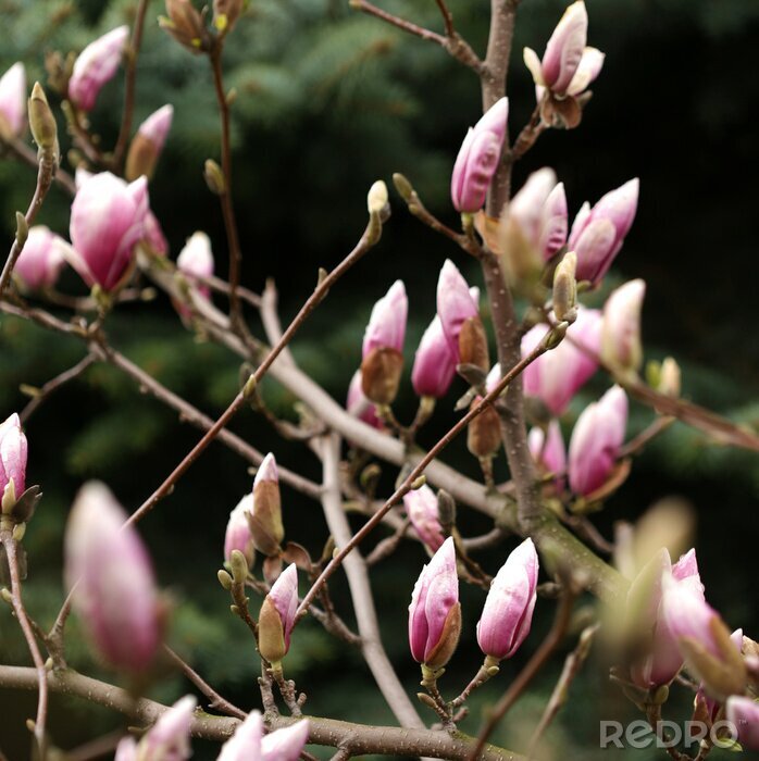 Papier peint  Bourgeons de magnolia sur l'arbre