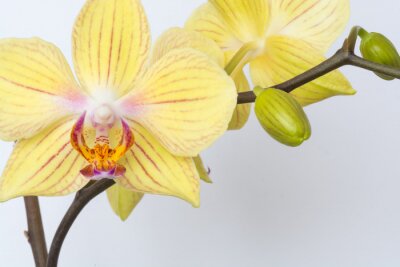Papier peint  Bourgeons et orchidées jaunes