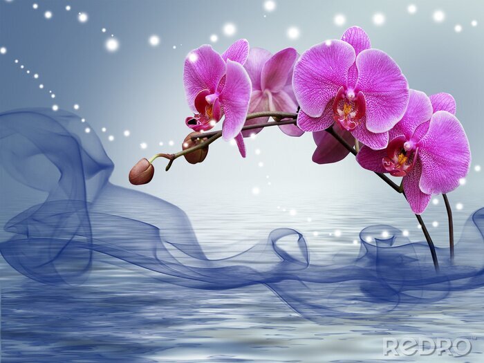 Papier peint  Bourgondische orchidee die uit het water tevoorschijn komt