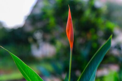 Papier peint  boutons de fleurs Strelitzia Reginae