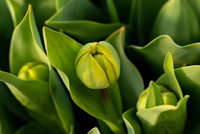 Papier peint  Boutons de tulipes verts