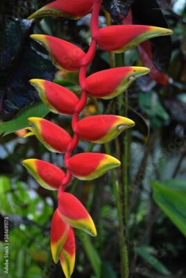 Papier peint  Branch of red strelitzia bird of paradise flowers, soft background