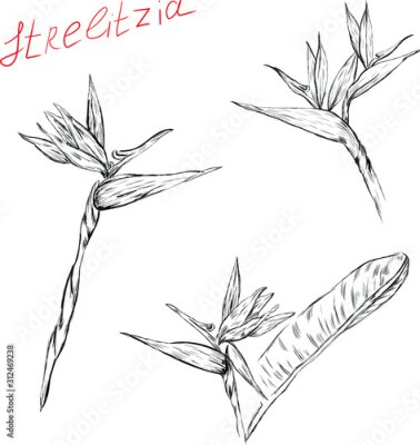 Papier peint  branch with leaves, strelitzia , flowers, botanical isolated sketch on white background . Concept for logo, icon , print 