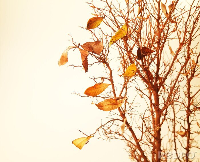 Papier peint  Branche d'arbre d'automne