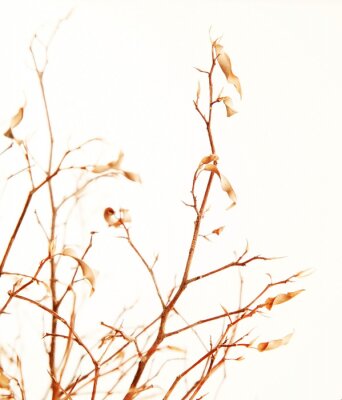 Papier peint  Branche d'automne comme nature