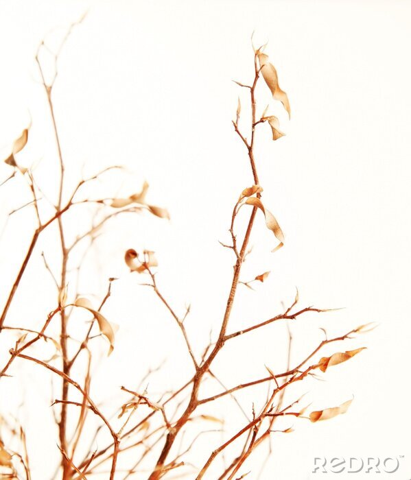 Papier peint  Branche d'automne comme nature