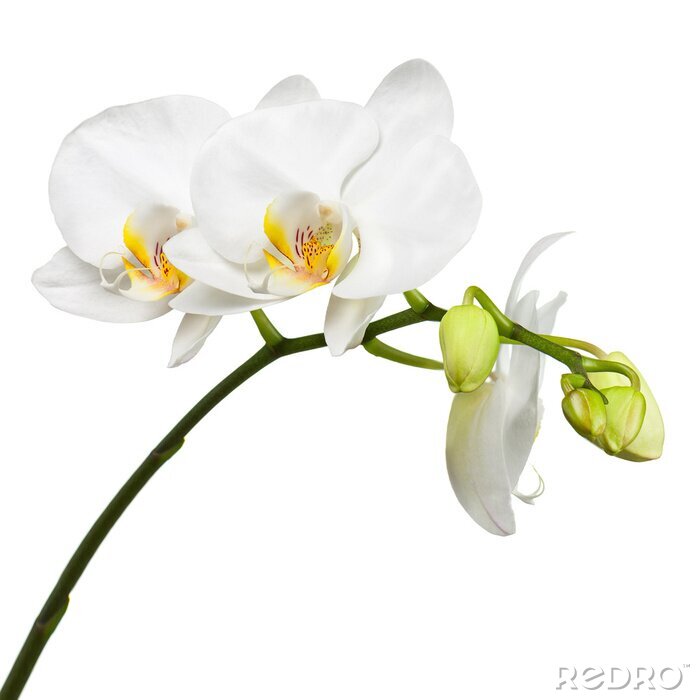 Papier peint  Branche d'orchidées blanches