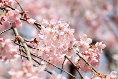 Branche de fleurs de cerisier dans la nature