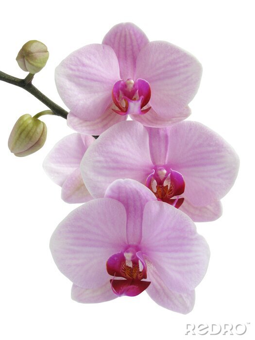 Papier peint  Branche de fleurs roses