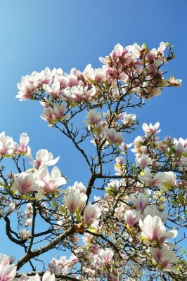 Papier peint  Branche de magnolia