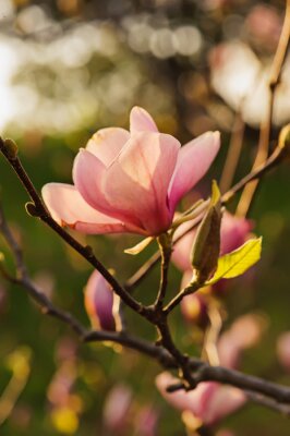 Branche de magnolia au coucher du soleil