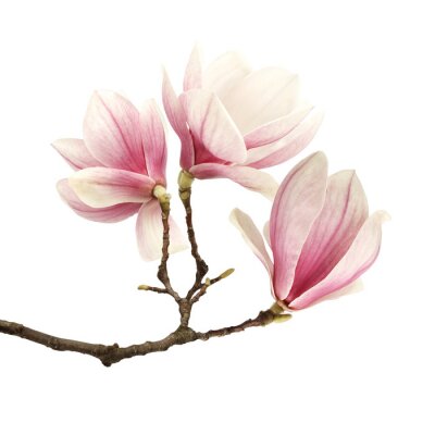 Papier peint  Branche de magnolia sur fond blanc