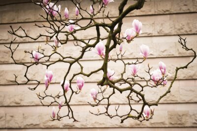 Papier peint  Branche de magnolia sur fond du mur