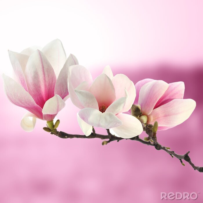Papier peint  Branche de magnolia sur fond rose