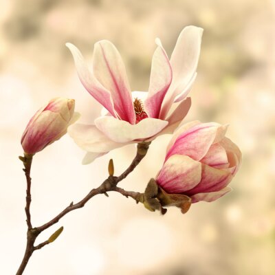 Papier peint  Branche de magnolia sur un fond pastel