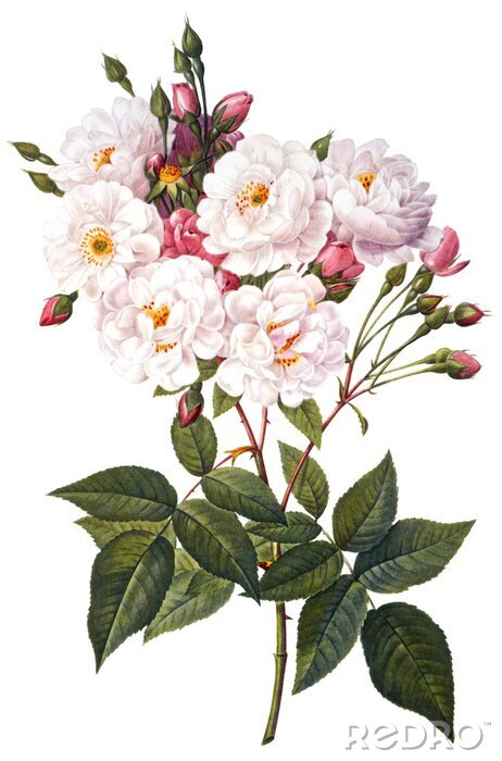 Papier peint  Branche de roses en fleurs sur fond blanc