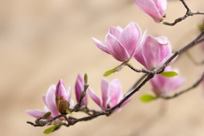 Papier peint  Branche du magnolia au printemps