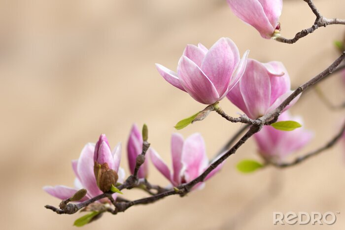 Papier peint  Branche du magnolia au printemps