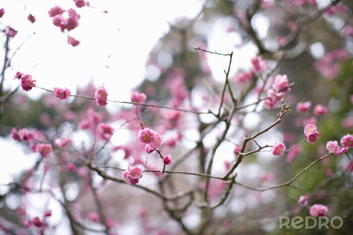 Papier peint  Branche fleurie rose et nature