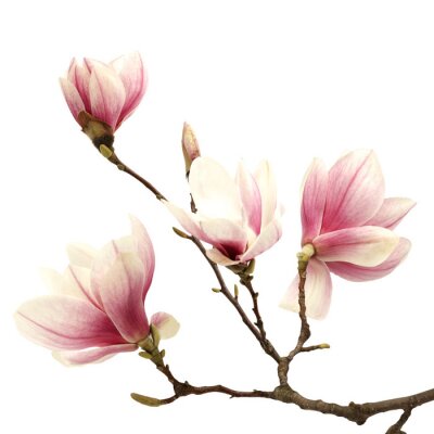 Papier peint  Branche marron avec les magnolias