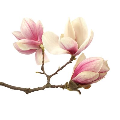 Branche marron avec un magnolia sur fond blanc