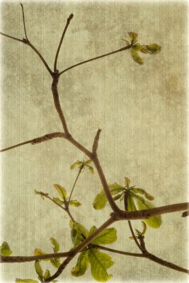 Papier peint  Branche rétro et nature