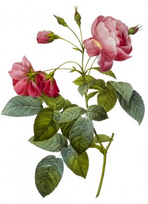 Branche unique de fleurs rouges avec des feuilles