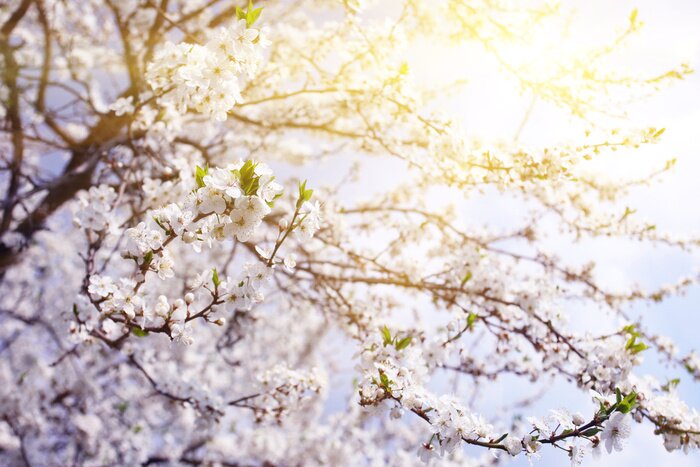 Papier peint  Branches couvertes de fleurs blanches