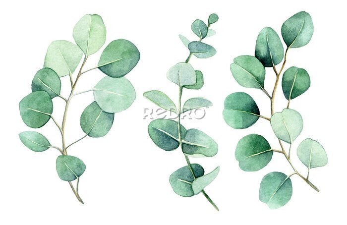 Papier peint  Branches d&#39;eucalyptus vertes dans un style aquarelle sur fond blanc