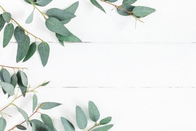 Papier peint  Branches d'eucalyptus