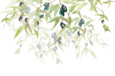 Papier peint  Branches d'olivier avec olives noires sur fond blanc Contexte