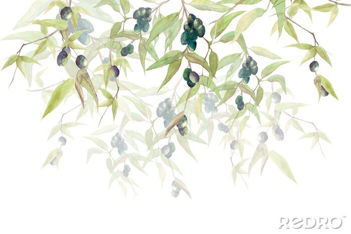 Papier peint  Branches d'olivier avec olives noires sur fond blanc Contexte