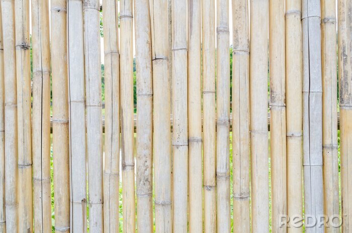 Papier peint  Branches de bambou sèches
