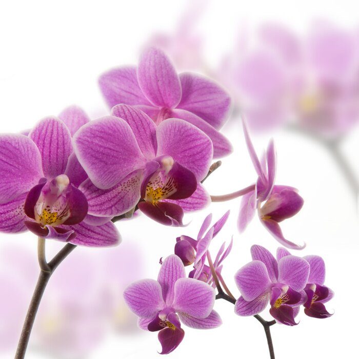 Papier peint  Branches de fleurs roses