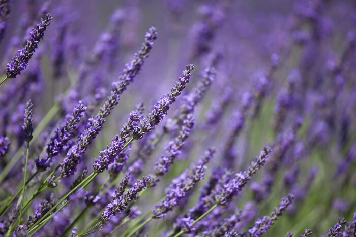 Papier peint  Branches de la lavande