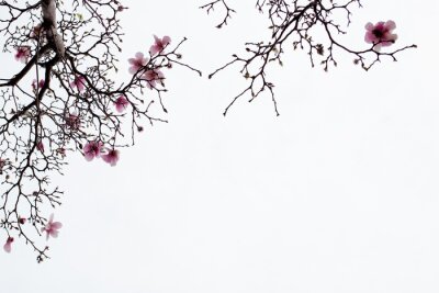 Papier peint  Branches de magnolia en fleurs sur fond blanc