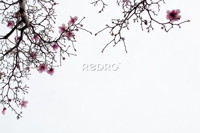 Papier peint  Branches de magnolia en fleurs sur fond blanc