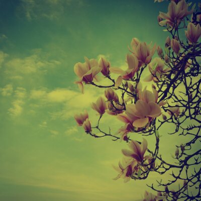 Branches de magnolia style rétro