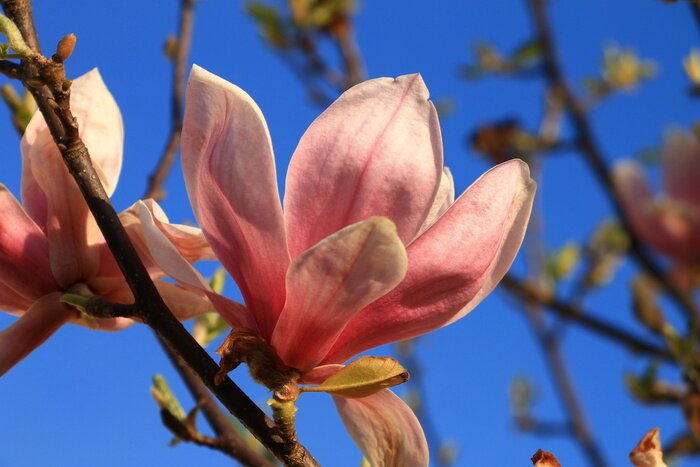 Papier peint  Branches de magnolias sur le ciel