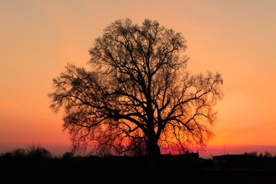 Branches denses sur fond de coucher de soleil
