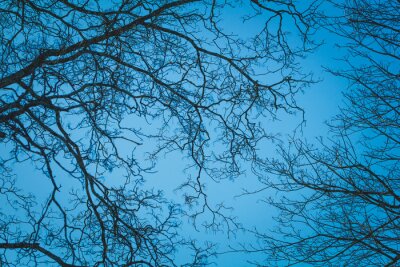 Papier peint  Branches nues contre le ciel