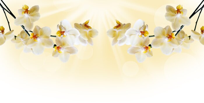 Papier peint  Branches suspendues d'une orchidée jaune