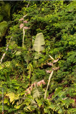 Papier peint  Brazil, Amazon River. View of Strelitzia in lush greenery.