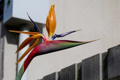 Papier peint  Bright bird of paradise flower, or strelitzia, in a suburban garden, with a white home and wooden fence in the background
